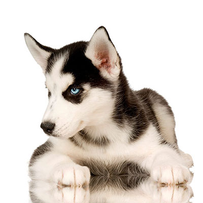 Husky 