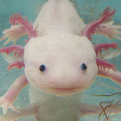 Axolotl | 100 Pics Quiz Answers | 100 Pics Cheats