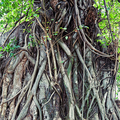 Aerial Roots