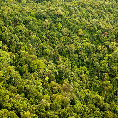 Canopy