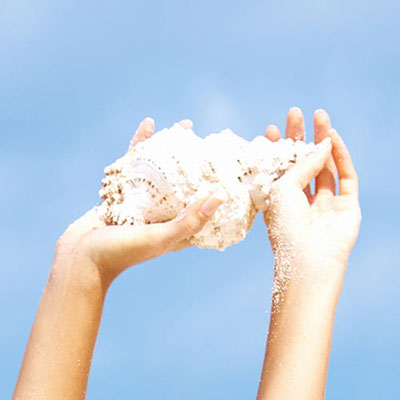  Conch 