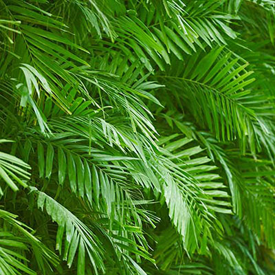 Foliage