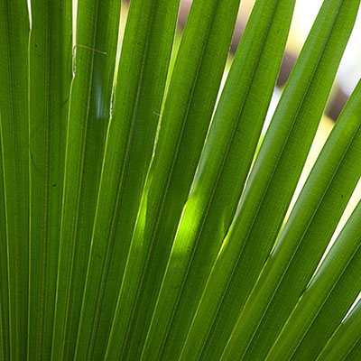 Fronds
