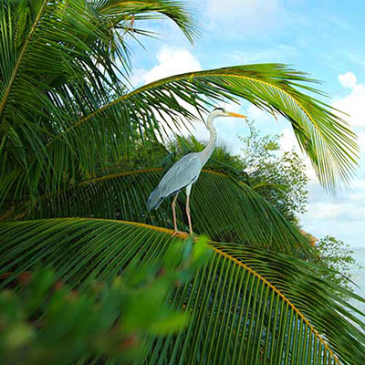 Heron