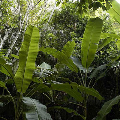 Jungle