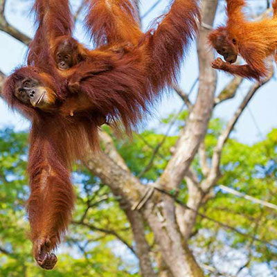 Monkeys