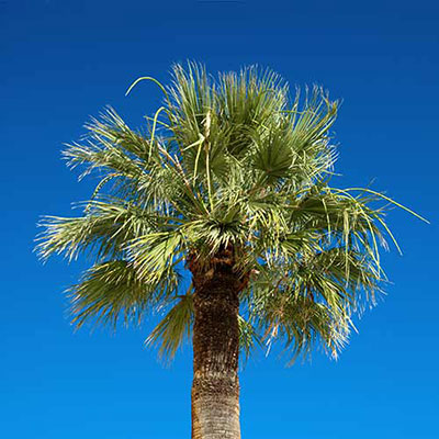 Palm Tree