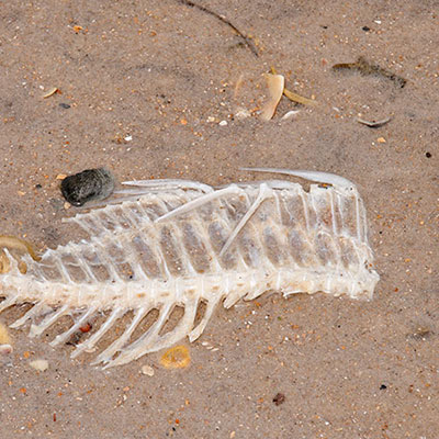 Skeleton