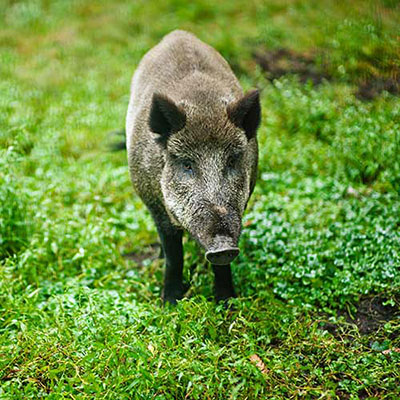  Wild Boar 