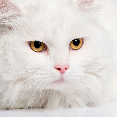  Angora 