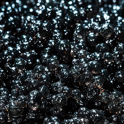  Caviar 