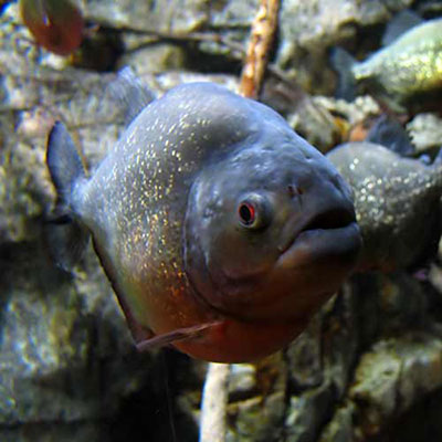 Piranha