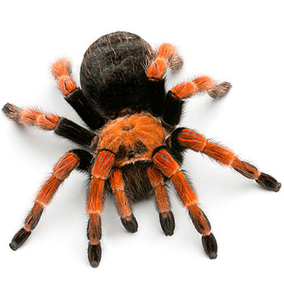  Tarantula 