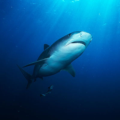 Tiger Shark