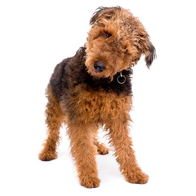 Airedale