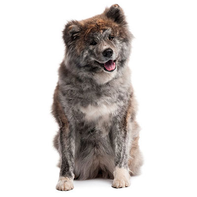 Akita Inu