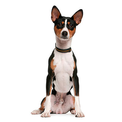 Basenji