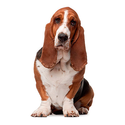 Basset Hound