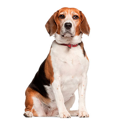 Beagle