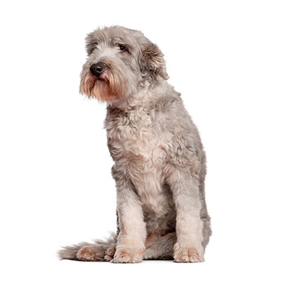 Bearded Collie