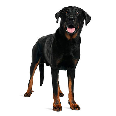 Beauceron