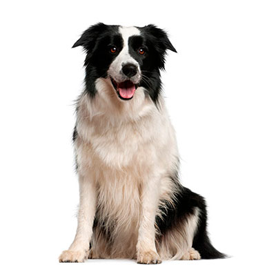  Border Collie 
