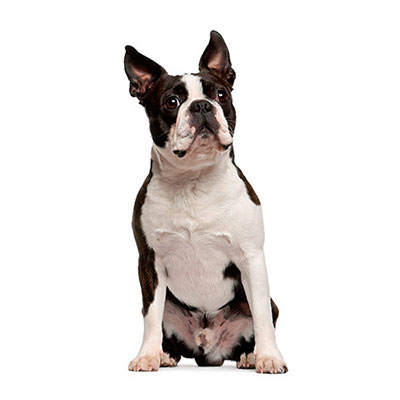 Boston Terrier