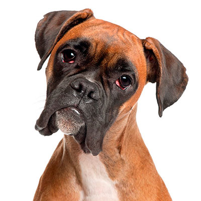 Boxer