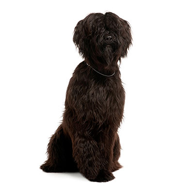 Briard