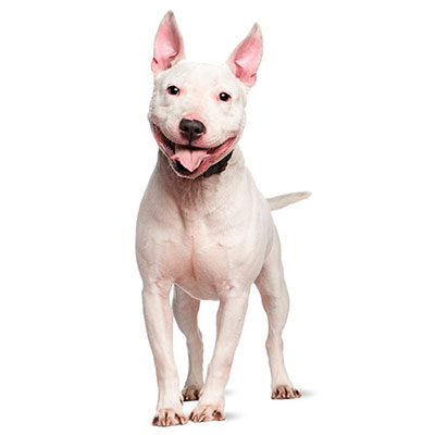 Bull Terrier