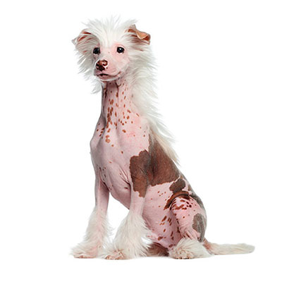 Chinese Crested
