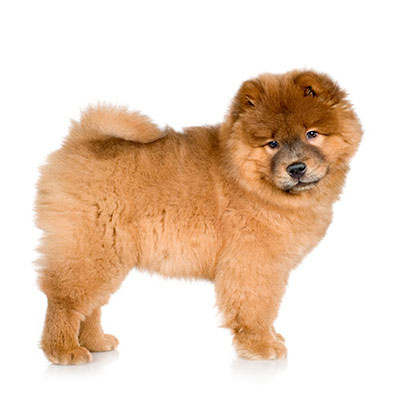 Chow Chow