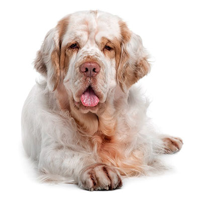 Clumber Spaniel