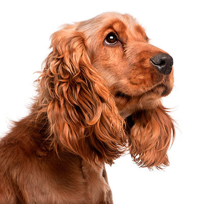 Cocker Spaniel