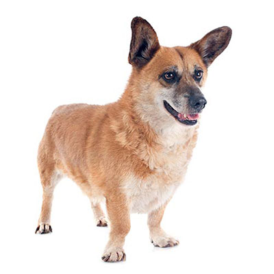 Corgi