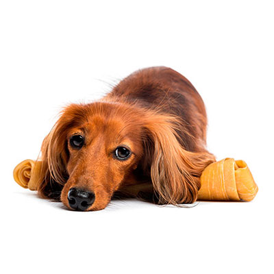 Dachshund