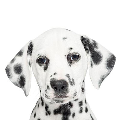 Dalmatian