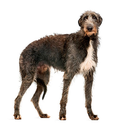  Deerhound 