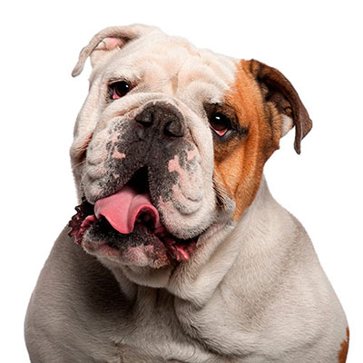 English Bulldog