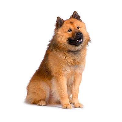 Eurasier