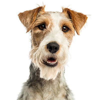 Fox Terrier