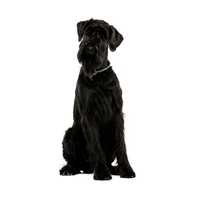 Giant Schnauzer