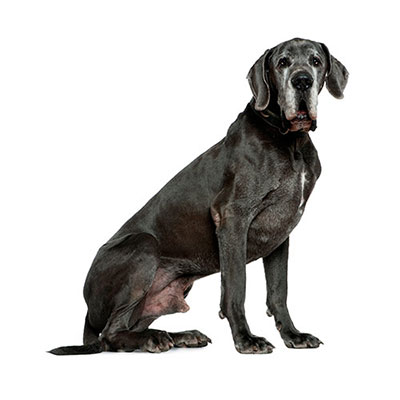 Great Dane