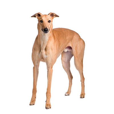 Greyhound