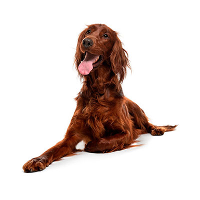  Irish Setter 