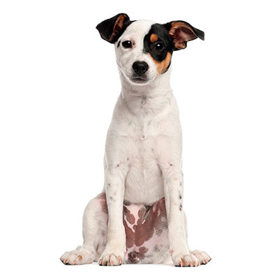Jack Russell