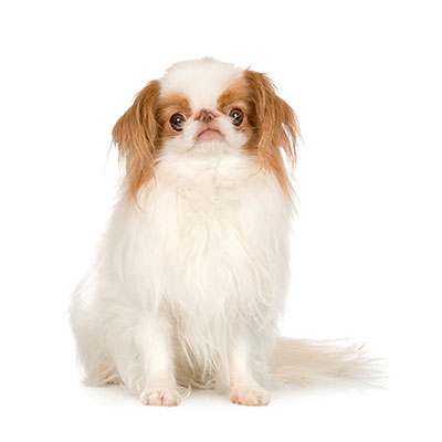 Japanese Chin