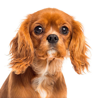 King Charles