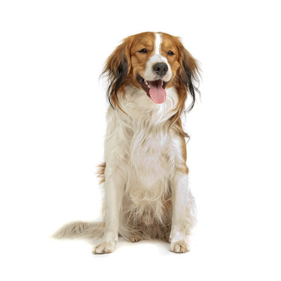 Kooikerhondje