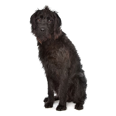 Labradoodle